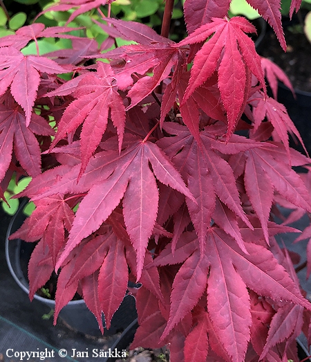 Acer palmatum Atropurpureum verijapaninvaahtera